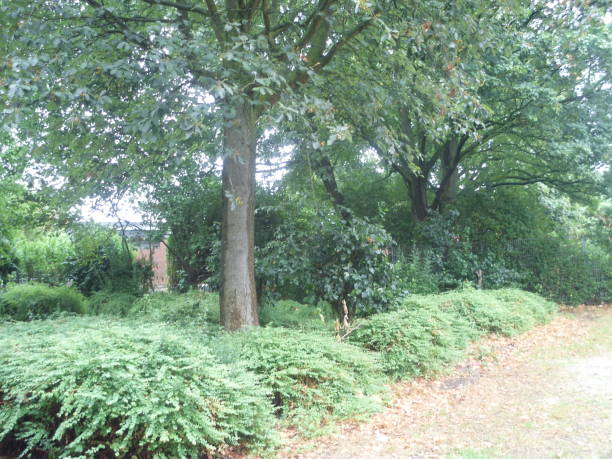 istock Superb summer park luxuriant foliage 1025402264