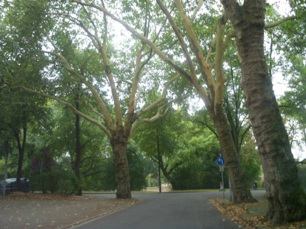 istock Summer park luxuriant foliage 1025402874