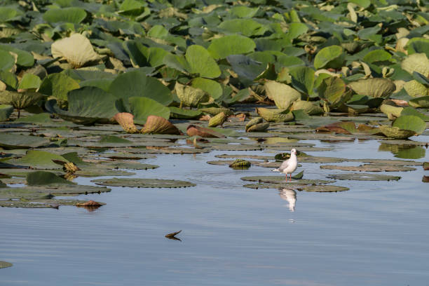 istock White Seagull over Green Lotus Flower Leaf in the River 1025407130