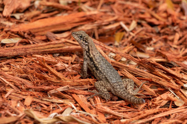 Northern curly-tailed lizard (Leiocephalus carinatus) missing tail, on red mulch - Topeekeegee Yugnee (TY) Park, Hollywood, Florida, USA Closeup of a curly-tailed lizard with a missing tail sitting on mulch northern curly tailed lizard leiocephalus carinatus stock pictures, royalty-free photos & images
