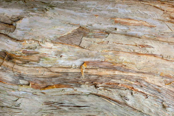 istock Paperbark tree (Melaleuca quinquenervia) trunk bark closeup, texture - Wolf Lake Park, Davie, Florida, USA 1025407870