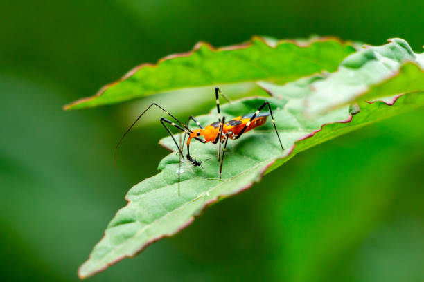 Close-up macro shot of a solitary ant climbing a vibrant plant stem surrounded by lush green foliage, capturing the details of nature.
