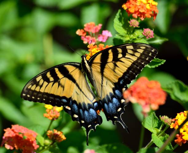 istock Vibrant color butterfly background 1025411512