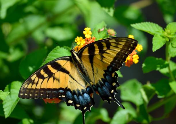 istock Vibrant color butterfly background 1025411526