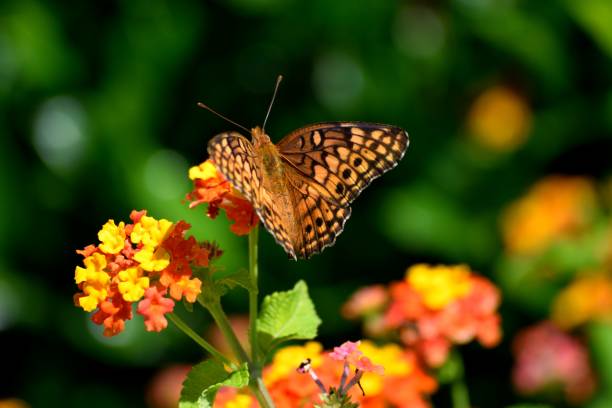 istock Vibrant color butterfly background 1025413668
