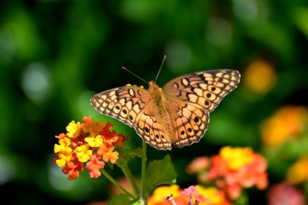 istock Vibrant color butterfly background 1025413710