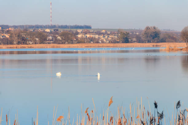 istock View on the peaceful lake with white swans 1025414418