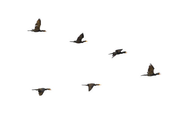 cormorani in volo - great black cormorant foto e immagini stock