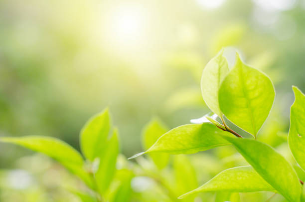 istock Green leaves have a background or wallpaper. 1025417232