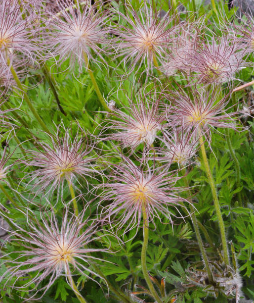 Some plants Pulsatilla pratensis Some plants Pulsatilla pratensis in a vertical format pulsatilla pratensis stock pictures, royalty-free photos & images