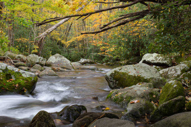 мертвый навес над стремительной го�рной водой в золотом осеннем пейзаже - waterfall great smoky mountains great smoky mountains national park tennessee стоковые фото и изображения