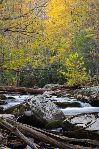 упавшие деревья над протекающим ручьем в осеннем пейзаже - waterfall great smoky mountains great smoky mountains national park tennessee стоковые фото и изображения