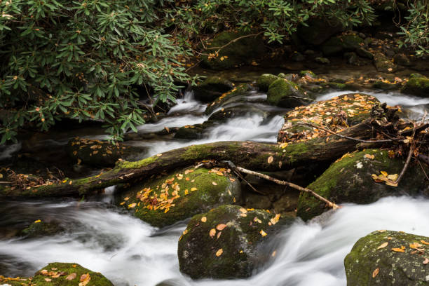 strumień z zakrzywionym log deadfall, szybka woda, jesienne liście - great smoky mountains great smoky mountains national park forest appalachian mountains zdjęcia i obrazy z banku zdjęć