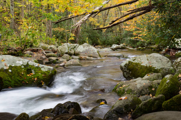 szybka woda z górskiego strumienia płynącego wokół mchu pokryte głazy jesienią, liście spadek - great smoky mountains great smoky mountains national park forest appalachian mountains zdjęcia i obrazy z banku zdjęć