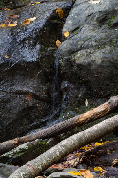 woda płynąca z pęknięcia w dużych głazach, martwym planie, opadającymi liśćmi - great smoky mountains great smoky mountains national park forest appalachian mountains zdjęcia i obrazy z banku zdjęć