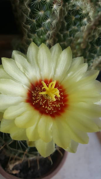 My cacti collection stock photo