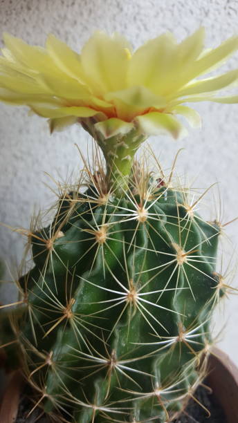 My cacti collection stock photo