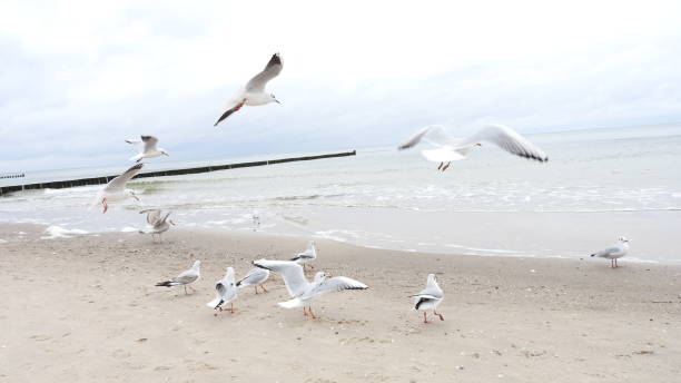 istock Seagulls on the Baltic Sea 1025428632
