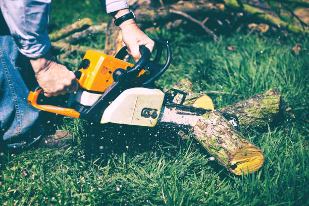 istock Cut a tree trunk with chainsaw in the garden 1025428818