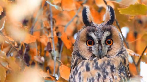 Autumn with wood owl