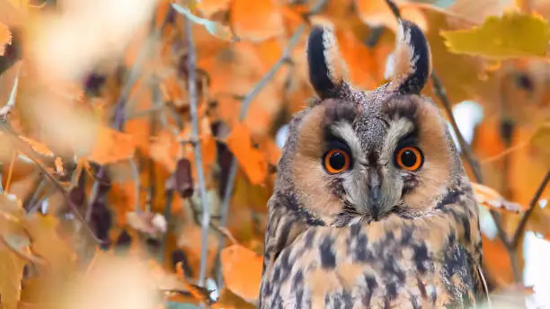 Wood-eared owl in autumn leaves