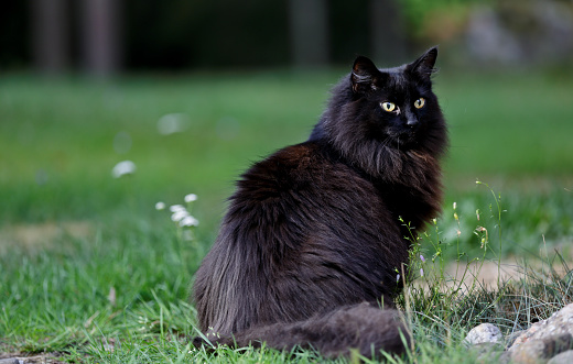Proud kitty by Anvanya1981 on deviantART Norwegian forest cat, Beautiful cats, F