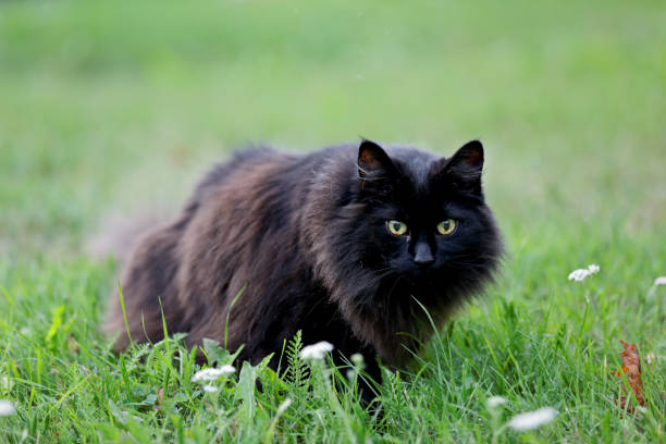 Black Norwegian Forest Cat Female Stock Photo - Download Image Now