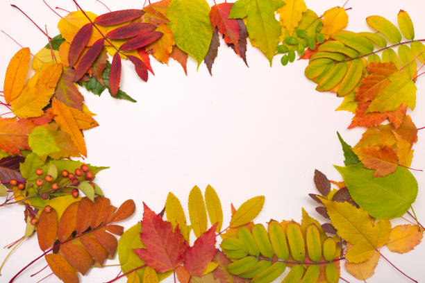 istock Autumn foliage on white background. Colorful leaves frame. 1025456740