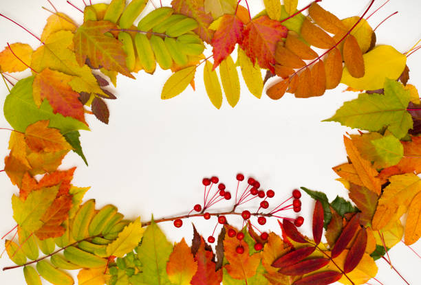 istock Autumn foliage on white background. Colorful leaves frame. 1025456798