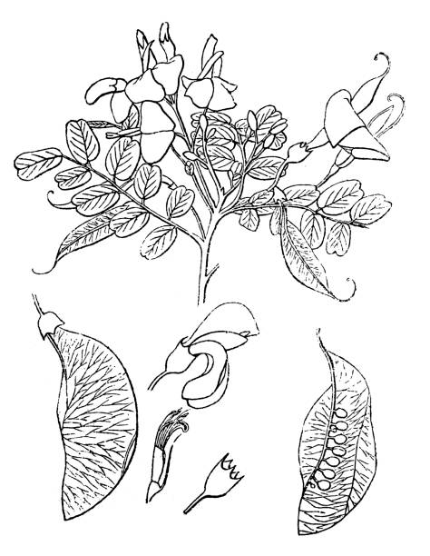 Illustration ofa Colutea arborescens is a species of leguminous shrub known by the common name bladder-senna