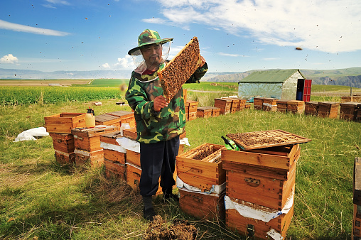 beekeeper enjoys his work with bees on the grassland in Xinjiang Autonomous Region, China.
