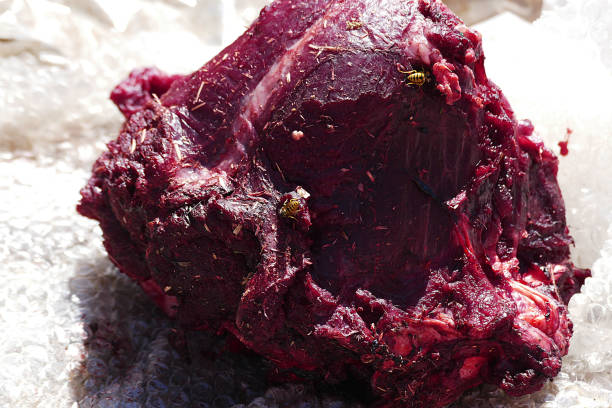 wild bees on animal meat, carnivorous bees
