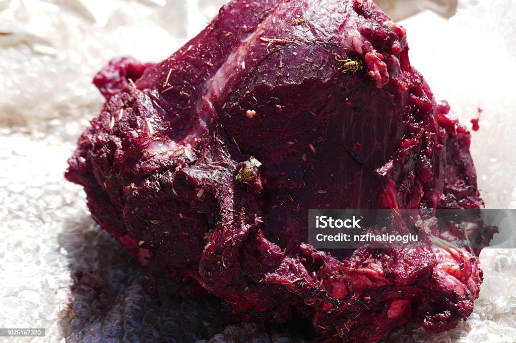 wild bees on animal meat, carnivorous bees Bear Stock Photo