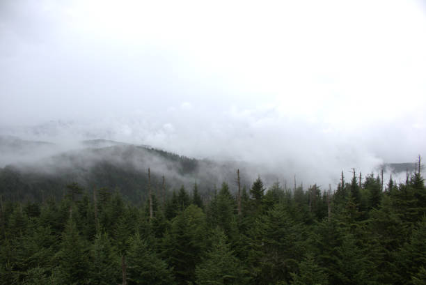 View of the cloud levels as we walked the trail up Clingmans Dome in Tennessee; deciduous trees