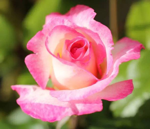 Flowering pink rose from close-up. Natural-made tenderness.