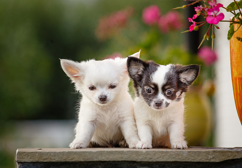 cute chihuah puppies sitting on the porch of the house on a background of flowers