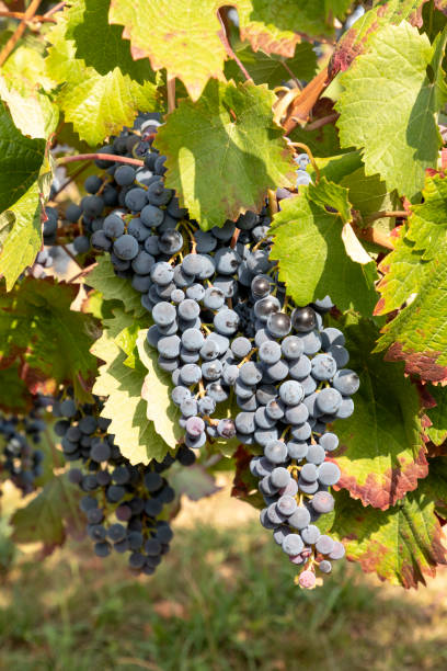 green ripe grapes in the vineyard - 6720 imagens e fotografias de stock