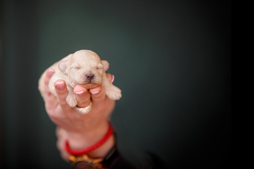 cachorro recién nacido en primer plano de la mano photo