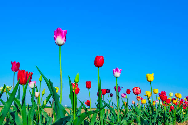 Spring field with blooming colorful tulips