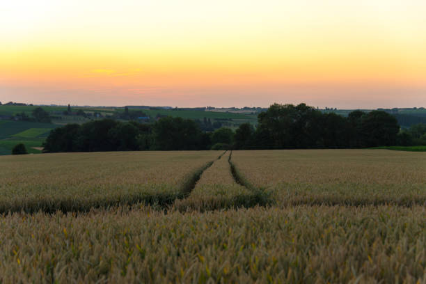 Wheat spice on sun background in the evening at sunset. Wheat spice on sun background at sunrise.
