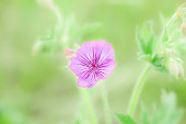eine-sch%C3%B6ne-kleine-blume-in-gr%C3%B