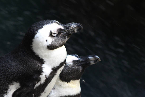 istock Cute Penguins in the Rain 1025487156