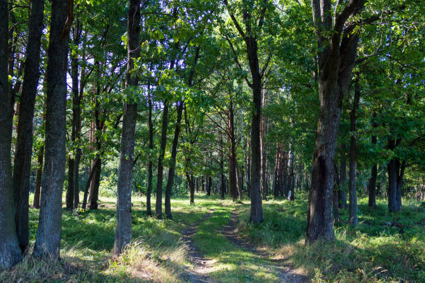 istock passing by the road in the woods 1025490336