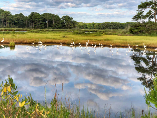 Flock of Egrets in Wildlife Area stock photo