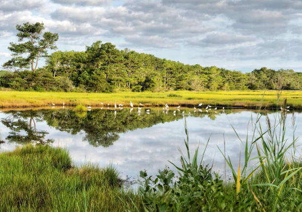 istock Flock of Egrets in Wildlife Area 1025492870