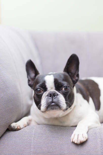 istock Cute french bulldog 1025498902