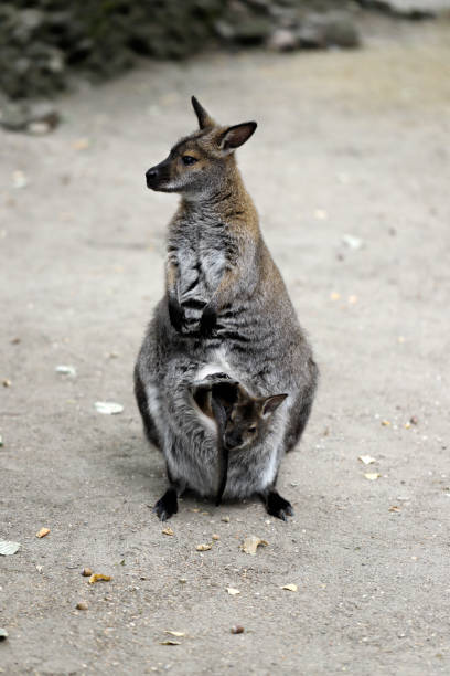 istock Female kangaroo with joey (baby) in pouch 1025504662