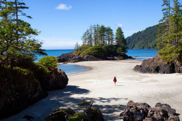 Beautiful Beach on Pacific Coast Beautiful view on the Pacific Ocean Coast during a sunny summer day. Taken in San Josef Beach, Cape Scott, Vancouver Island, BC, Canada. vancouver island photos stock pictures, royalty-free photos & images
