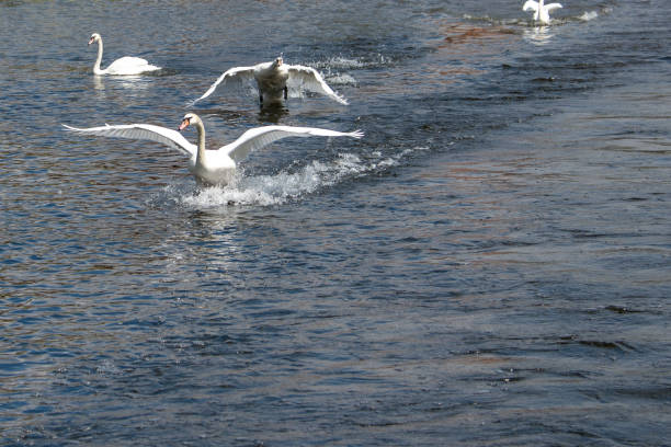 istock cygnus olor action shot with space for caption 1025517952