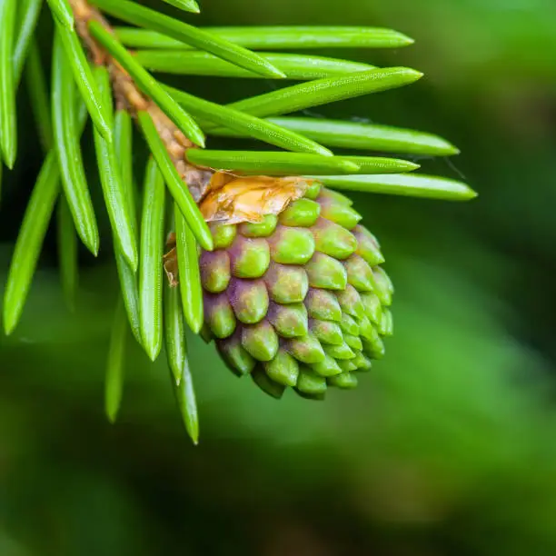Green Fir Pine Conifer Cone Sprout Macro
